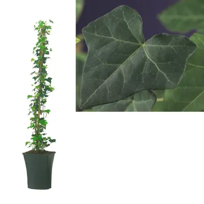 Hedera hibernica (Klimop) klimplant - afbeelding 1