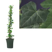 Hedera hibernica (Klimop) klimplant - afbeelding 1
