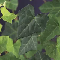 Hedera hibernica (Klimop) klimplant - afbeelding 3