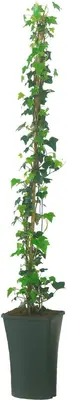 Hedera hibernica (Klimop) klimplant - afbeelding 2