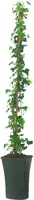 Hedera hibernica (Klimop) klimplant - afbeelding 2
