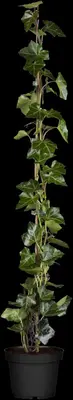 Hedera hibernica (Klimop) klimplant - afbeelding 8
