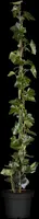 Hedera hibernica (Klimop) klimplant - afbeelding 8