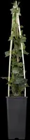Hedera hibernica (Klimop) klimplant - afbeelding 12
