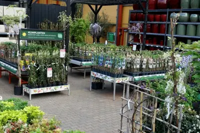 Hedera hibernica (Klimop) klimplant 95cm - afbeelding 4