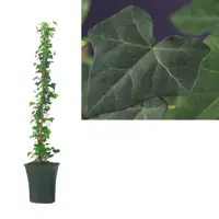 Hedera hibernica (Klimop) klimplant 95cm - afbeelding 1