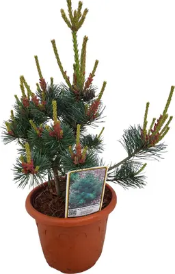 Heesters edelgehölze p20 h30 - afbeelding 1