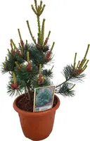 Heesters edelgehölze p20 h30 - afbeelding 1