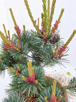 Heesters edelgehölze p20 h30 - afbeelding 3