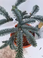 Heesters edelgehölze p20 h30 - afbeelding 5