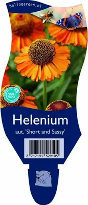Helenium autumnale 'Short and Sassy' (Zonnekruid) - afbeelding 1