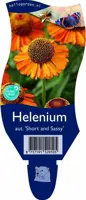 Helenium autumnale 'Short and Sassy' (Zonnekruid) - afbeelding 1