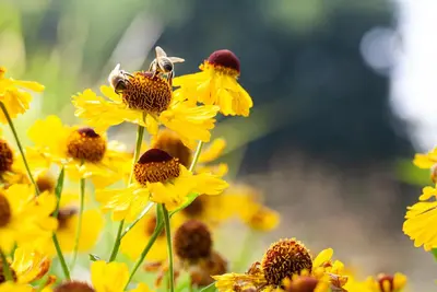 Helenium bigelovii 'The Bishop' (Zonnekruid) - afbeelding 2