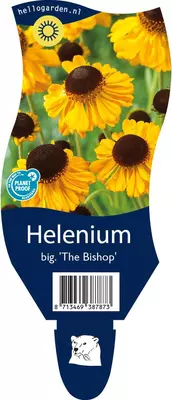 Helenium bigelovii 'The Bishop' (Zonnekruid) - afbeelding 1
