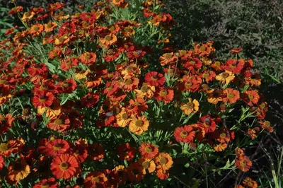 Helenium Hybr. Moerheim Beauty (Zonnekruid) - afbeelding 3