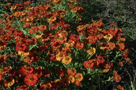 Helenium Hybr. Moerheim Beauty (Zonnekruid) - afbeelding 3