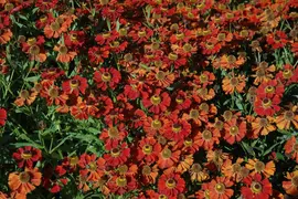 Helenium Hybr. Moerheim Beauty (Zonnekruid) - afbeelding 4