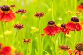 Helenium Hybr. Moerheim Beauty (Zonnekruid) - afbeelding 5