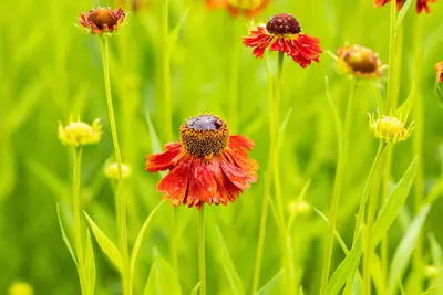 Helenium Hybr. Moerheim Beauty (Zonnekruid) - afbeelding 6