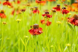 Helenium Hybr. Moerheim Beauty (Zonnekruid) - afbeelding 7