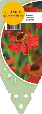 Helenium Hybr. Moerheim Beauty (Zonnekruid) - afbeelding 1