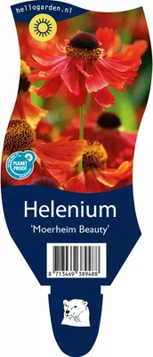 Helenium 'Moerheim Beauty' (Zonnekruid) - afbeelding 1