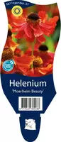 Helenium 'Moerheim Beauty' (Zonnekruid) kopen?