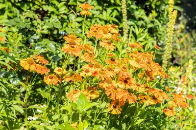 Helenium, orange (Zonnekruid) - afbeelding 1