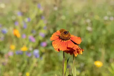 Helenium, orange (Zonnekruid) - afbeelding 2