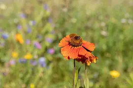 Helenium, orange (Zonnekruid) - afbeelding 2