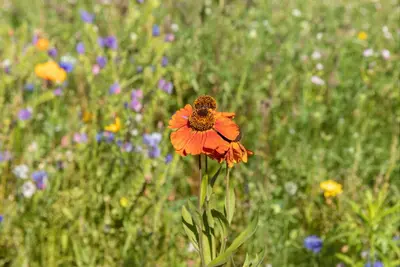 Helenium, orange (Zonnekruid) - afbeelding 3
