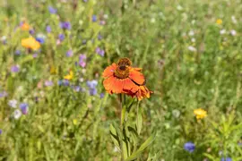 Helenium, orange (Zonnekruid) - afbeelding 3