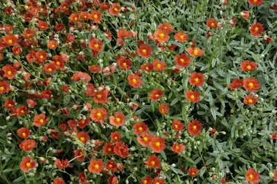 Helianthemum 'Bronzeteppich' (Zonneroosje) - afbeelding 2