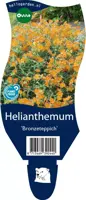Helianthemum 'Bronzeteppich' (Zonneroosje) - afbeelding 1