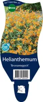 Helianthemum 'Bronzeteppich' (Zonneroosje) - afbeelding 1