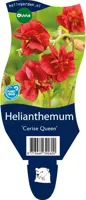 Helianthemum 'Cerise Queen' (Zonneroosje) kopen?