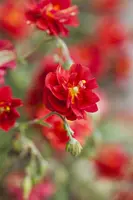 Helianthemum 'Cerise Queen' (Zonneroosje) - afbeelding 2
