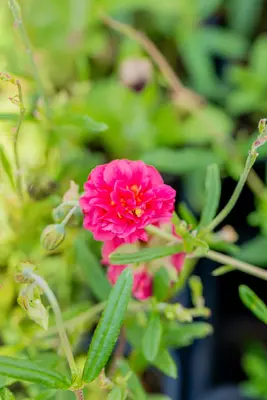 Helianthemum 'Cerise Queen' (Zonneroosje) - afbeelding 4