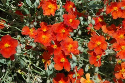 Helianthemum 'Fire Dragon' (Zonneroosje) - afbeelding 2