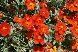 Helianthemum 'Fire Dragon' (Zonneroosje) - afbeelding 2