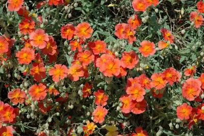 Helianthemum 'Fire Dragon' (Zonneroosje) - afbeelding 3