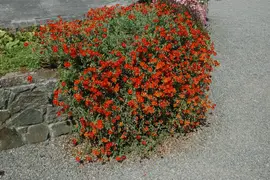 Helianthemum 'Fire Dragon' (Zonneroosje) - afbeelding 4