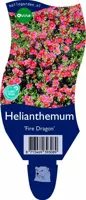 Helianthemum 'Fire Dragon' (Zonneroosje) - afbeelding 1