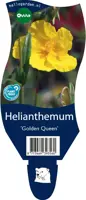 Helianthemum 'Golden Queen' (Zonneroosje) kopen?