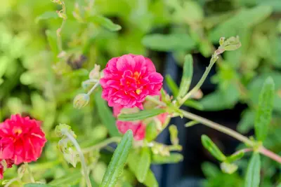 Helianthemum Hybr. Cerise Queen (Zonneroosje) - afbeelding 5