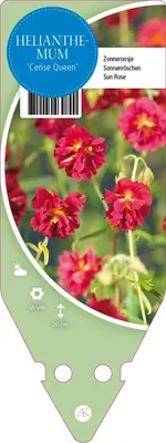 Helianthemum Hybr. Cerise Queen (Zonneroosje) - afbeelding 1