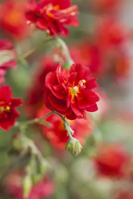 Helianthemum Hybr. Cerise Queen (Zonneroosje) - afbeelding 4