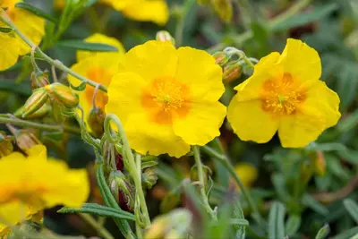 Helianthemum Hybr. Golden Queen (Zonneroosje) - afbeelding 4