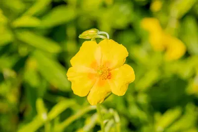Helianthemum Hybr. Golden Queen (Zonneroosje) - afbeelding 5