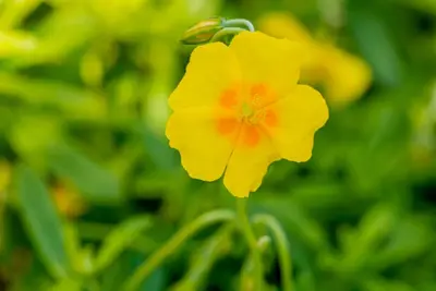 Helianthemum Hybr. Golden Queen (Zonneroosje) - afbeelding 6